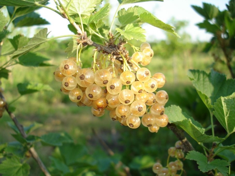 Ягоды черника крыжовник черная смородина