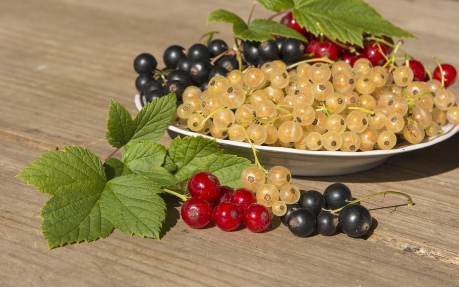 Крыжовник смородина черника