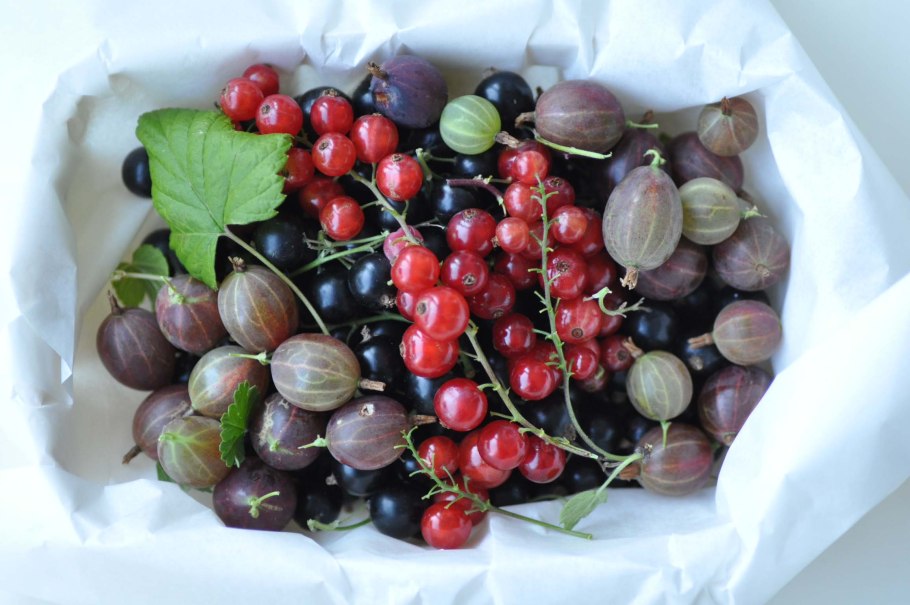 Черри смородина сорт