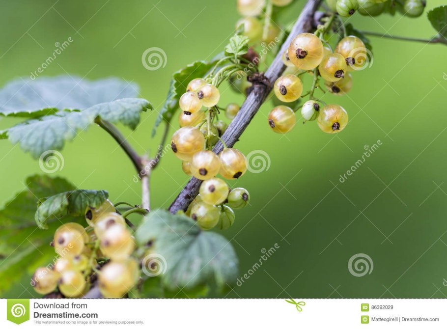 Красная смородина и крыжовник