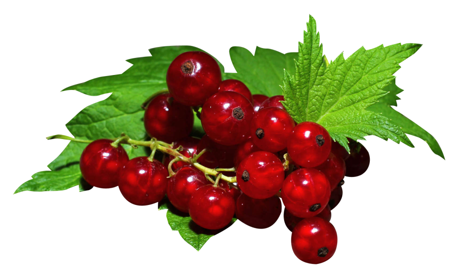 Крыжовник (ribes grossularia &#96;Karlin&#96;)