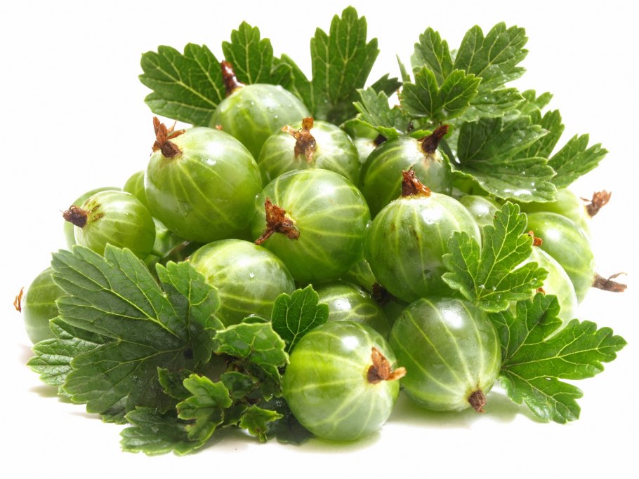 Белая смородина уход и выращивание