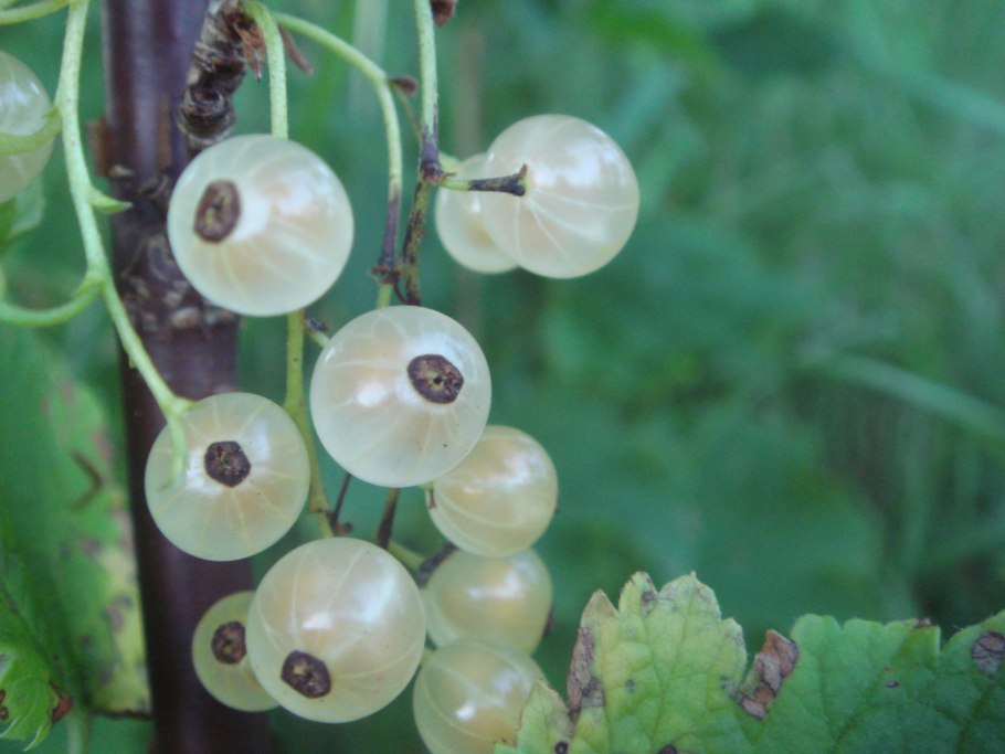 Сферотека крыжовника