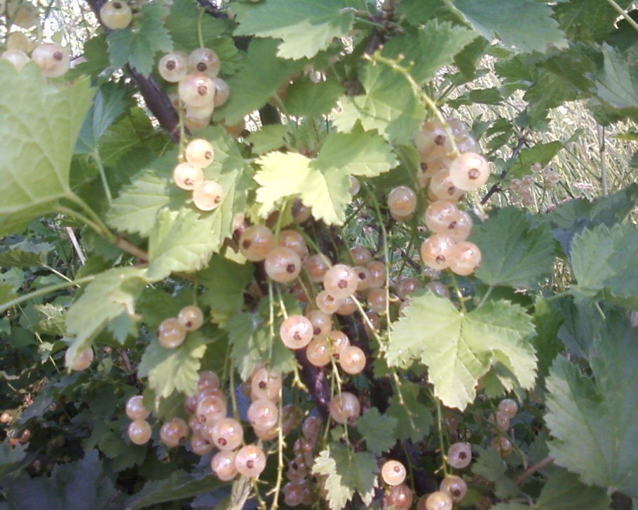 Ягоды белой смородины