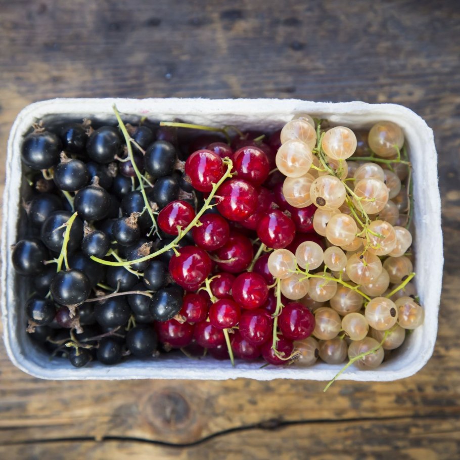 Смородина белая Версальская на штамбе