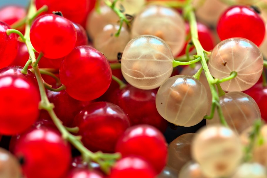 Крыжовниковая смородина