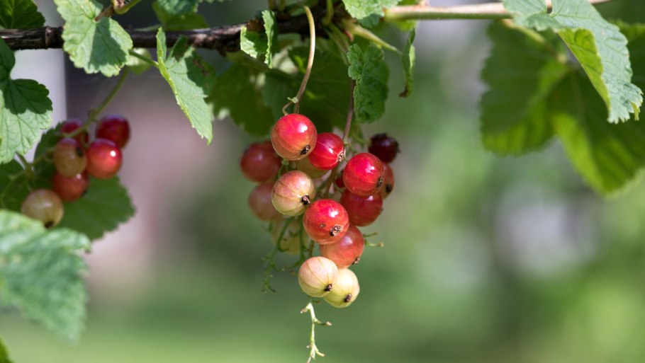 Смородина и крыжовник