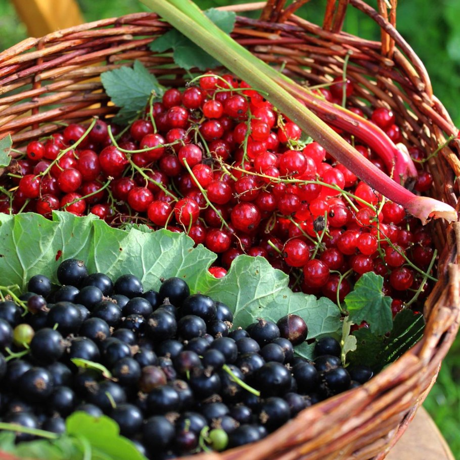 Вишня и крыжовник