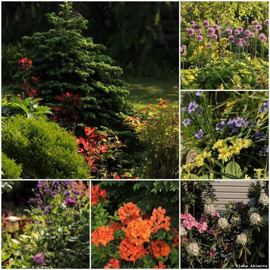 Клумба Хоста астильба Брунера