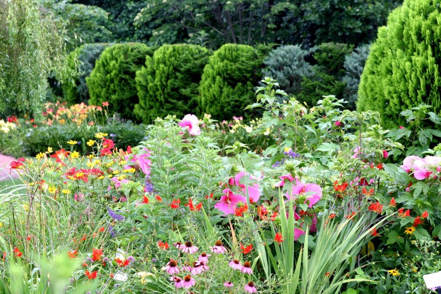 Бадан цветок многолетник