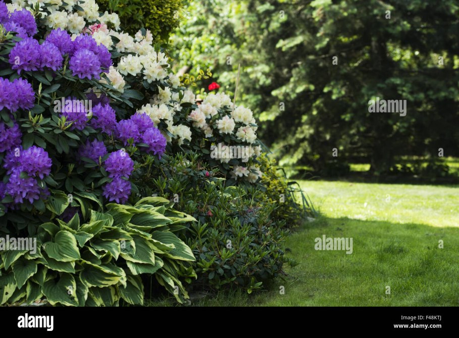 Тысячелистник саммер берриес