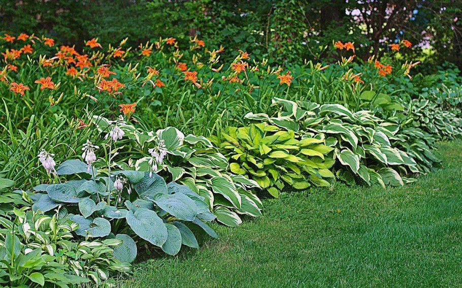 Гортензия астильба Хоста