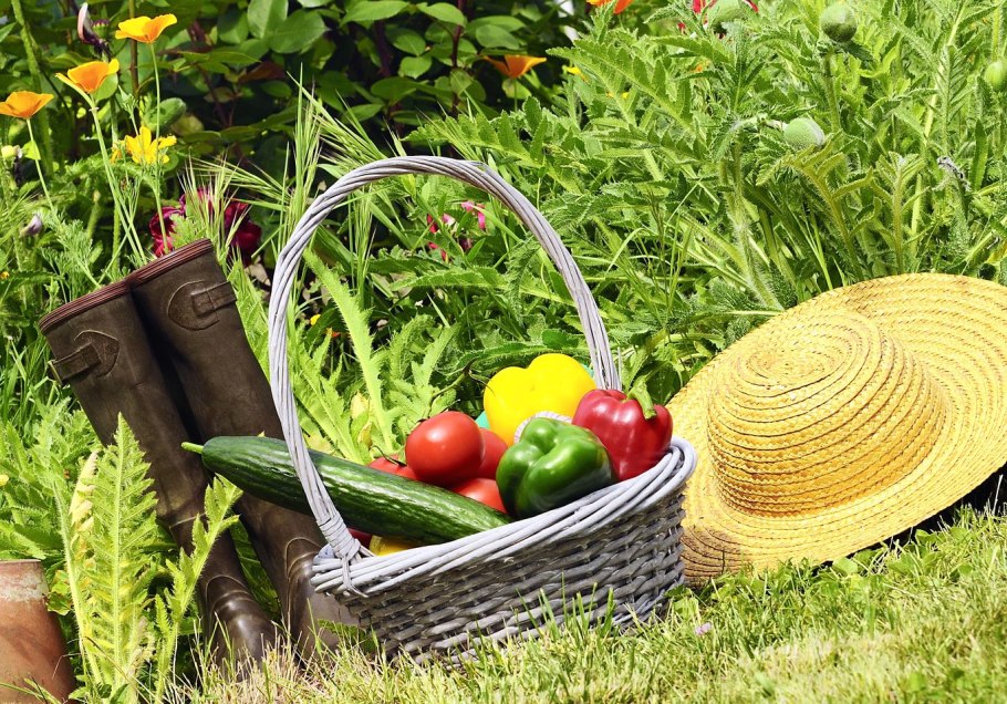 Хобби огород