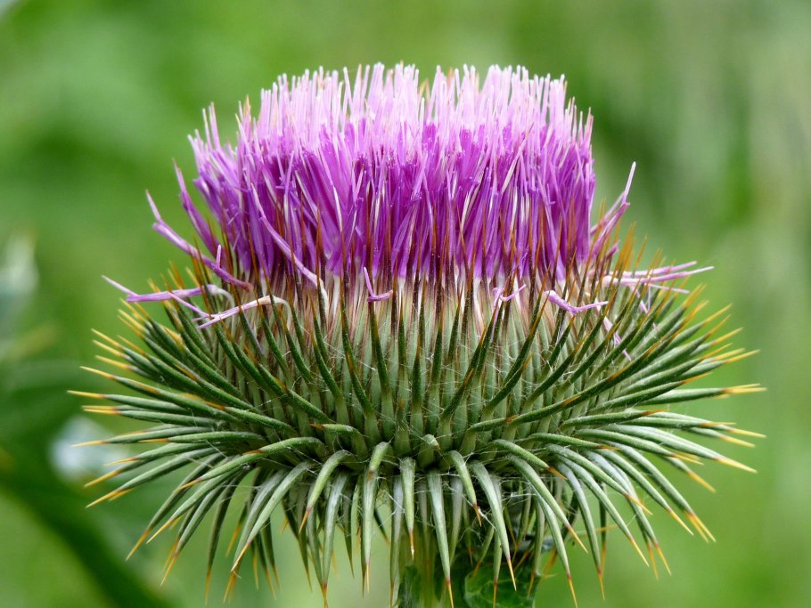 Раффлезия Арнольди цветок