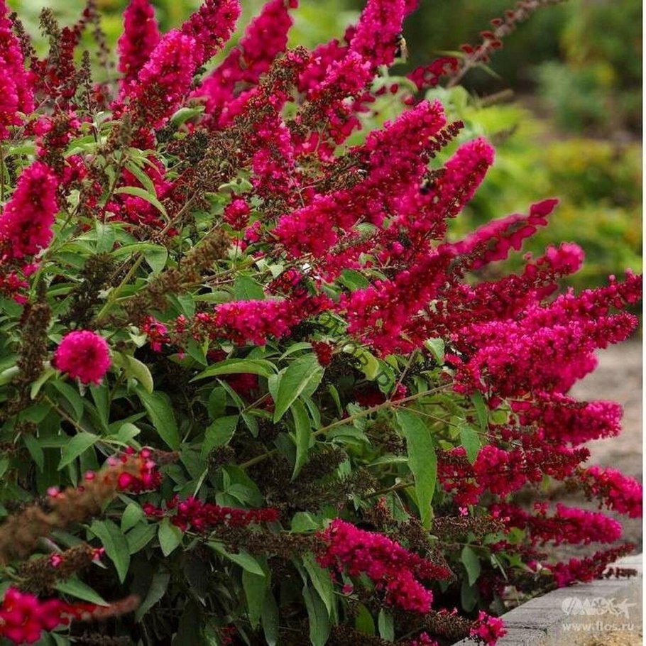 Буддлея Давида Роял ред