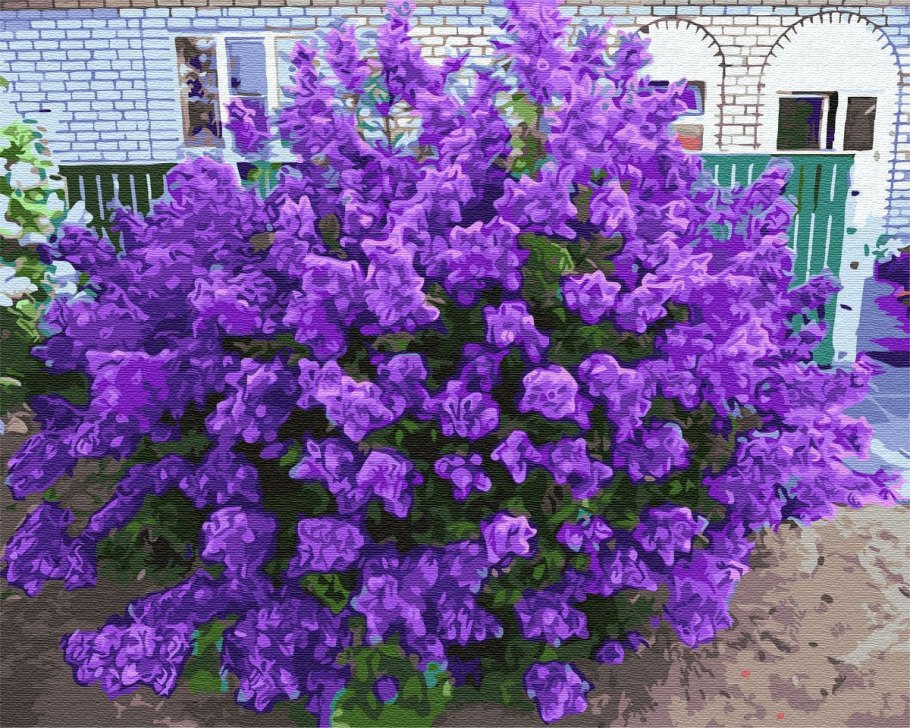 Персидская сирень куст