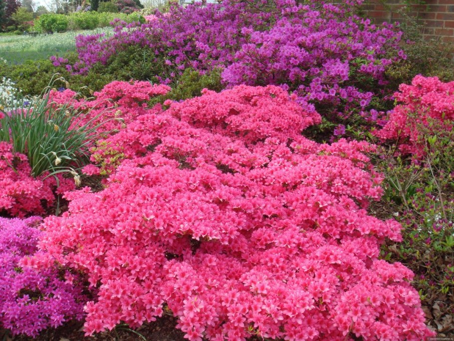 Низкорастущие кустарники многолетники