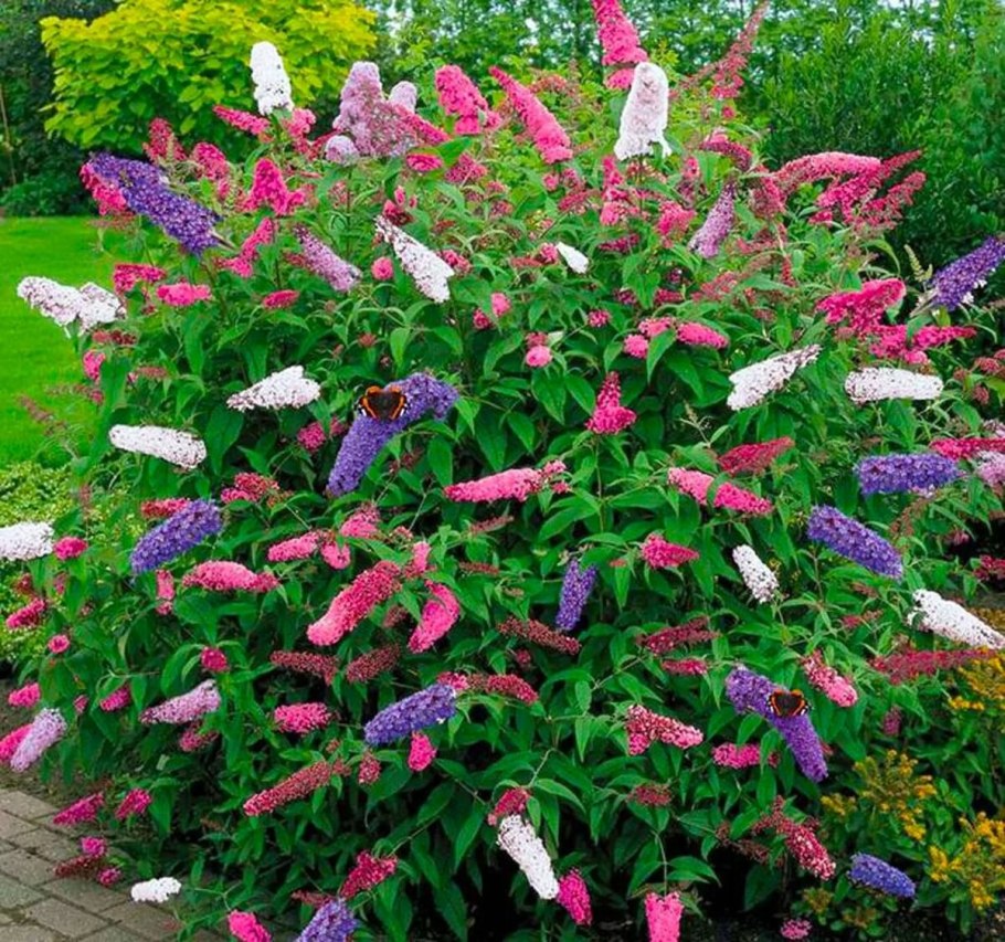 Буддлея Давида Баттерфляй