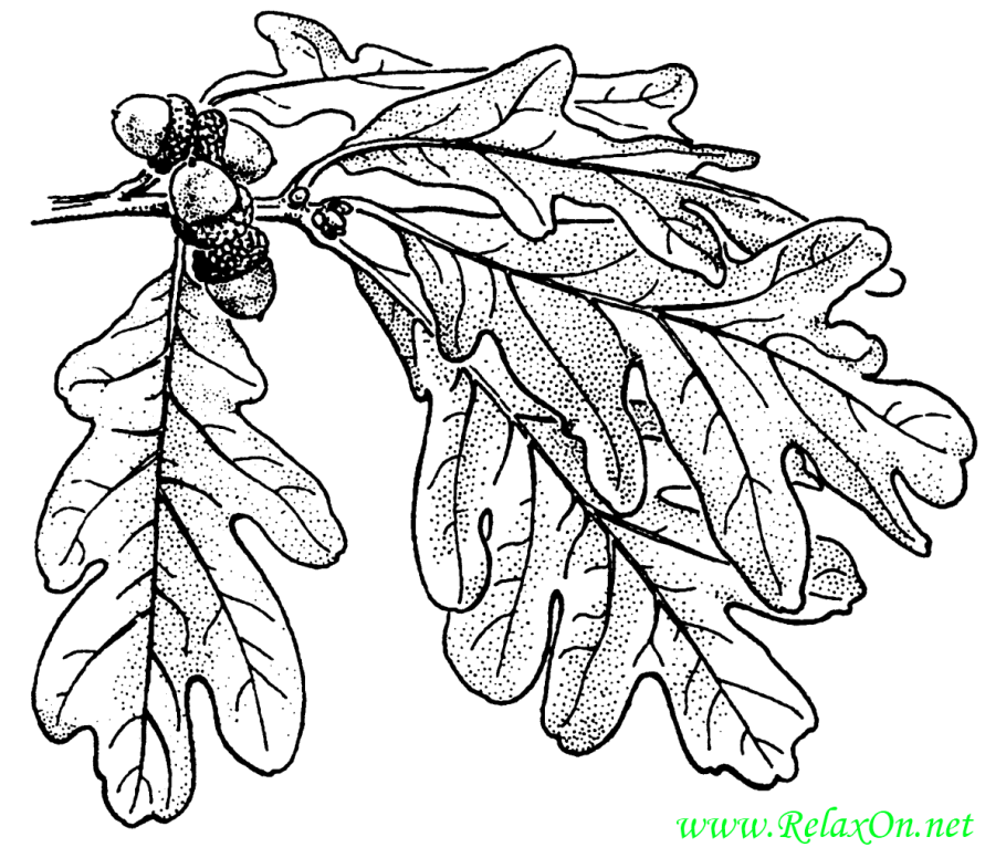 Дубовый лист раскраска