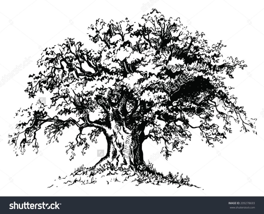 Дуб черно белый