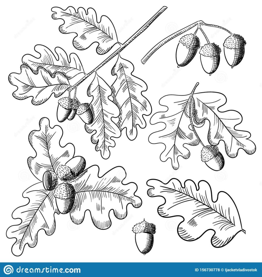 Рисование Дубового листа