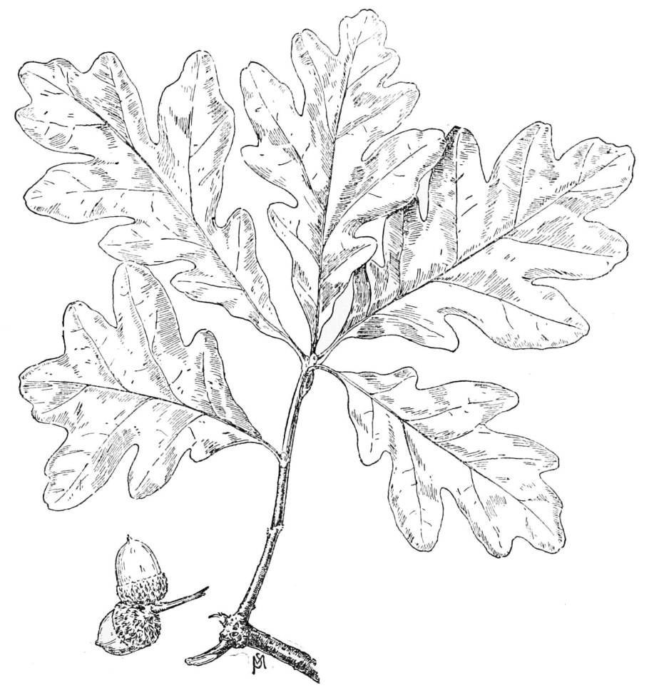 Дуб черешчатый лист