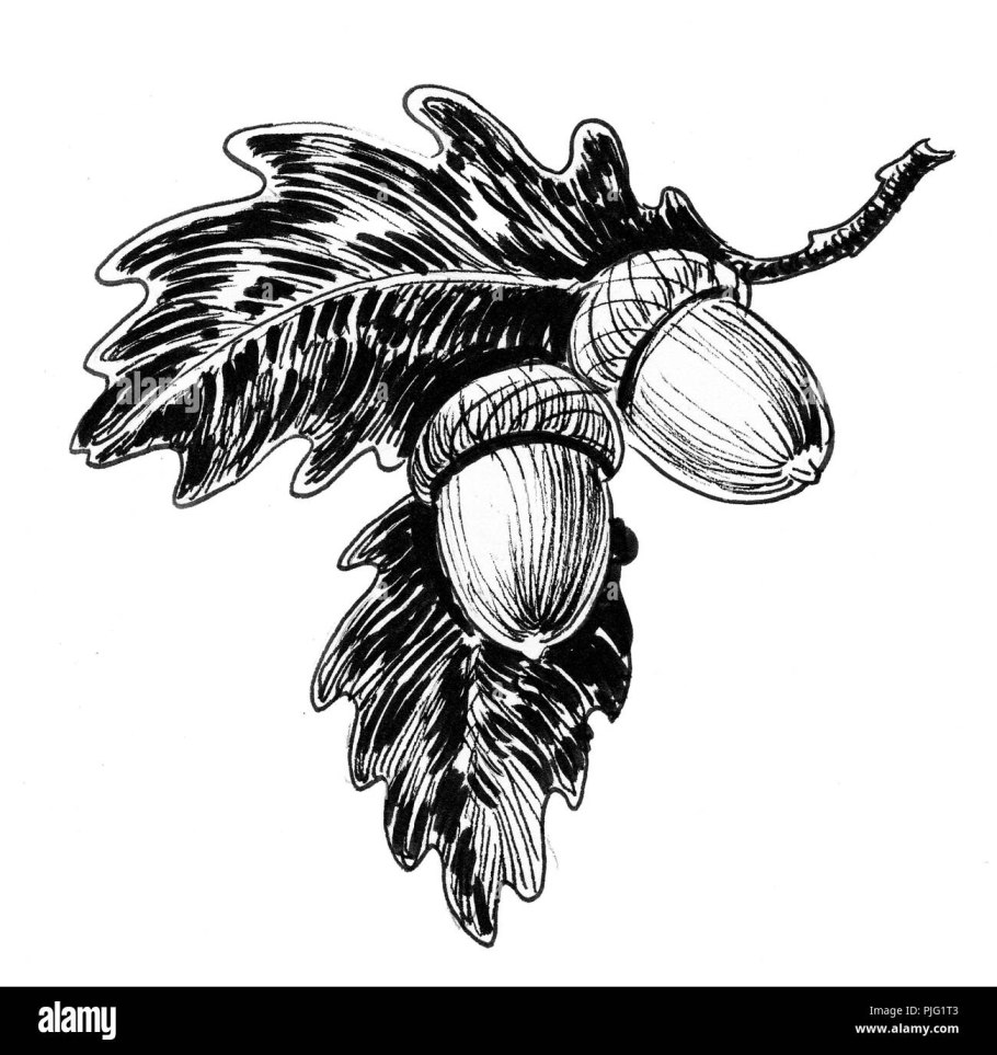 Желудь Графика