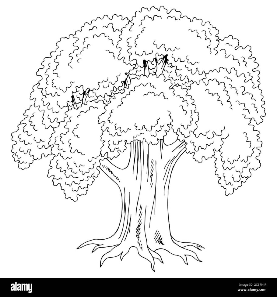 Дуб раскраска