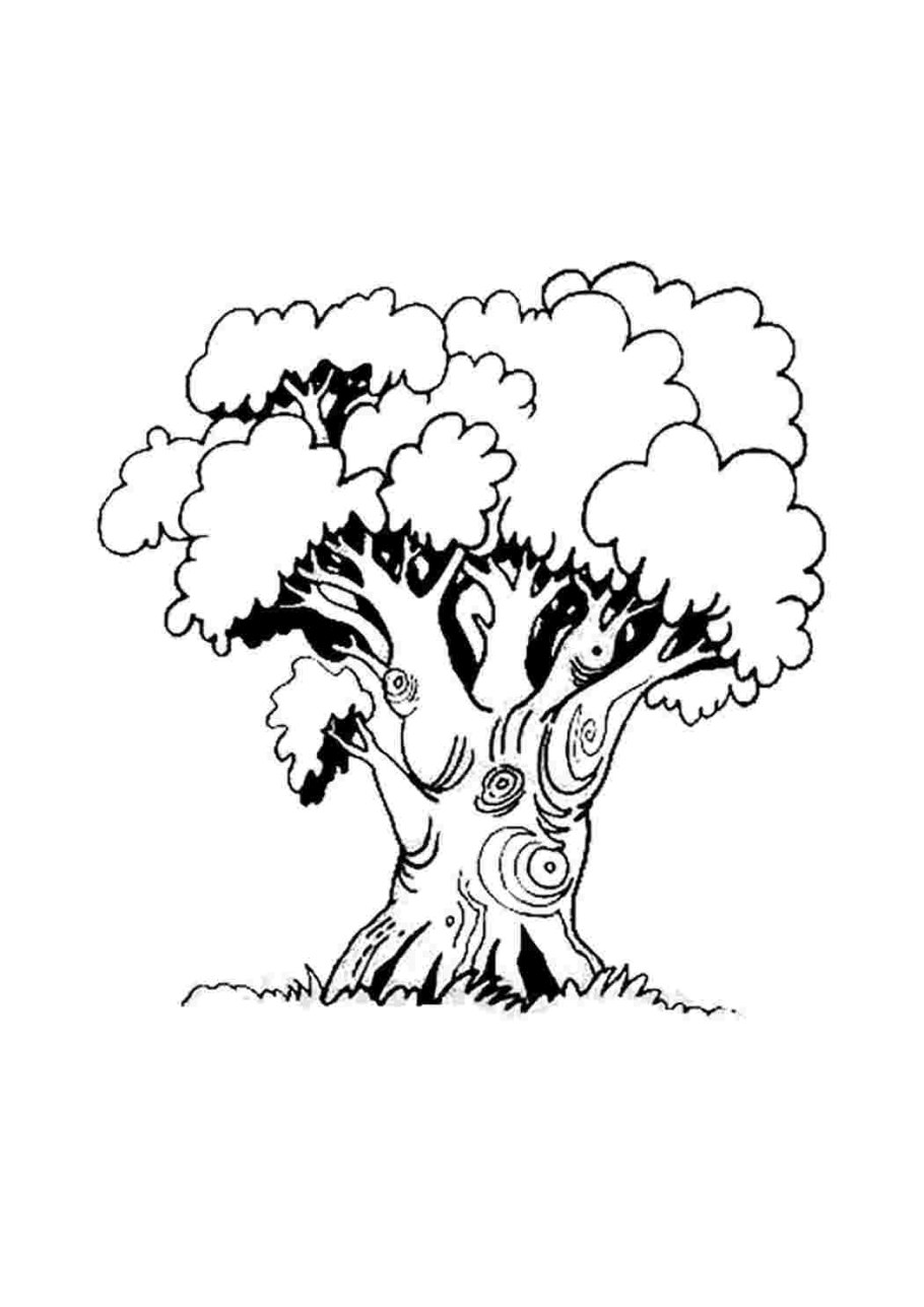 Дерево дуб раскраска