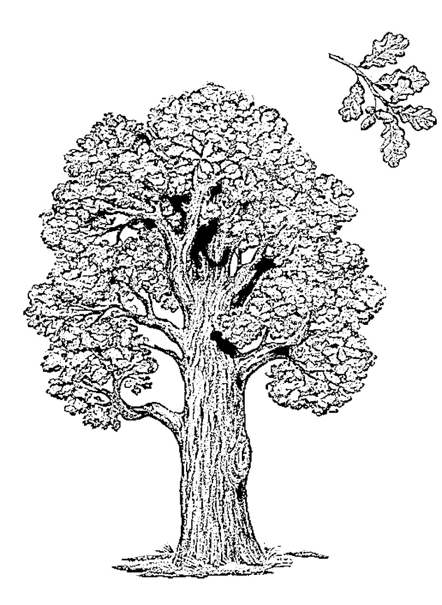 Дуб дерево