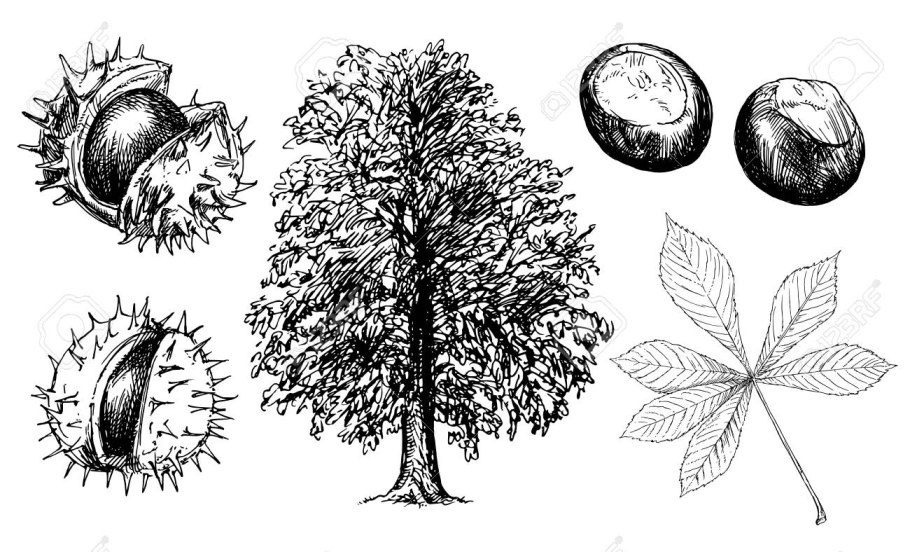 Каштан раскраска