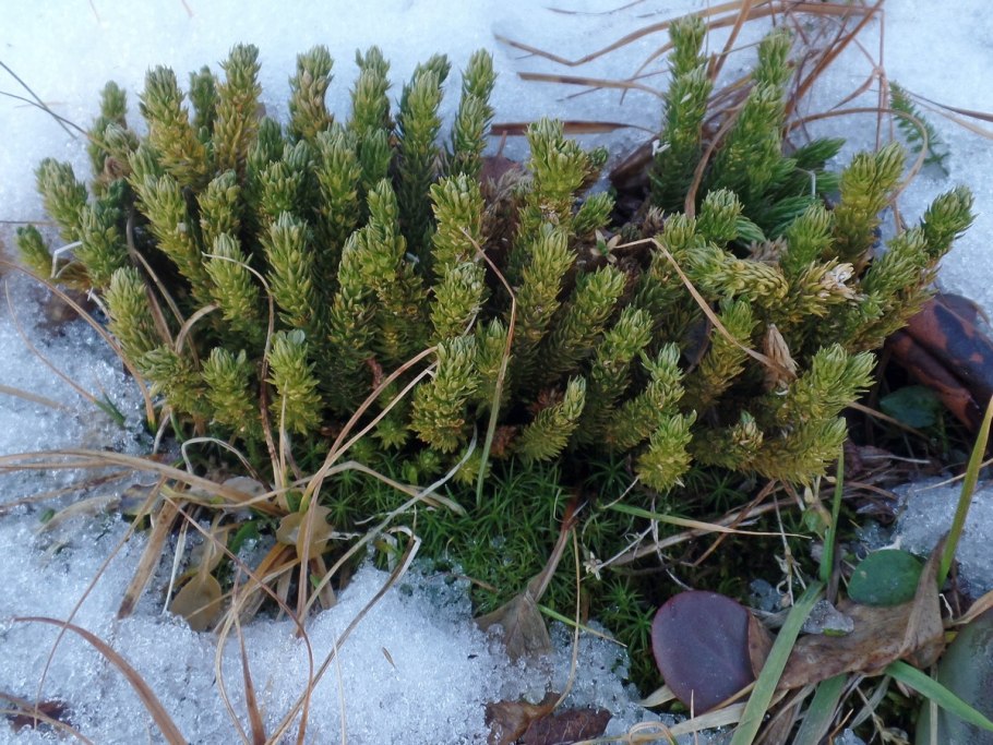Lycopodium (Club Mosses)
