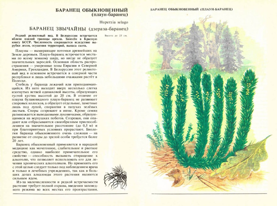 Плаун Баранец красная книга