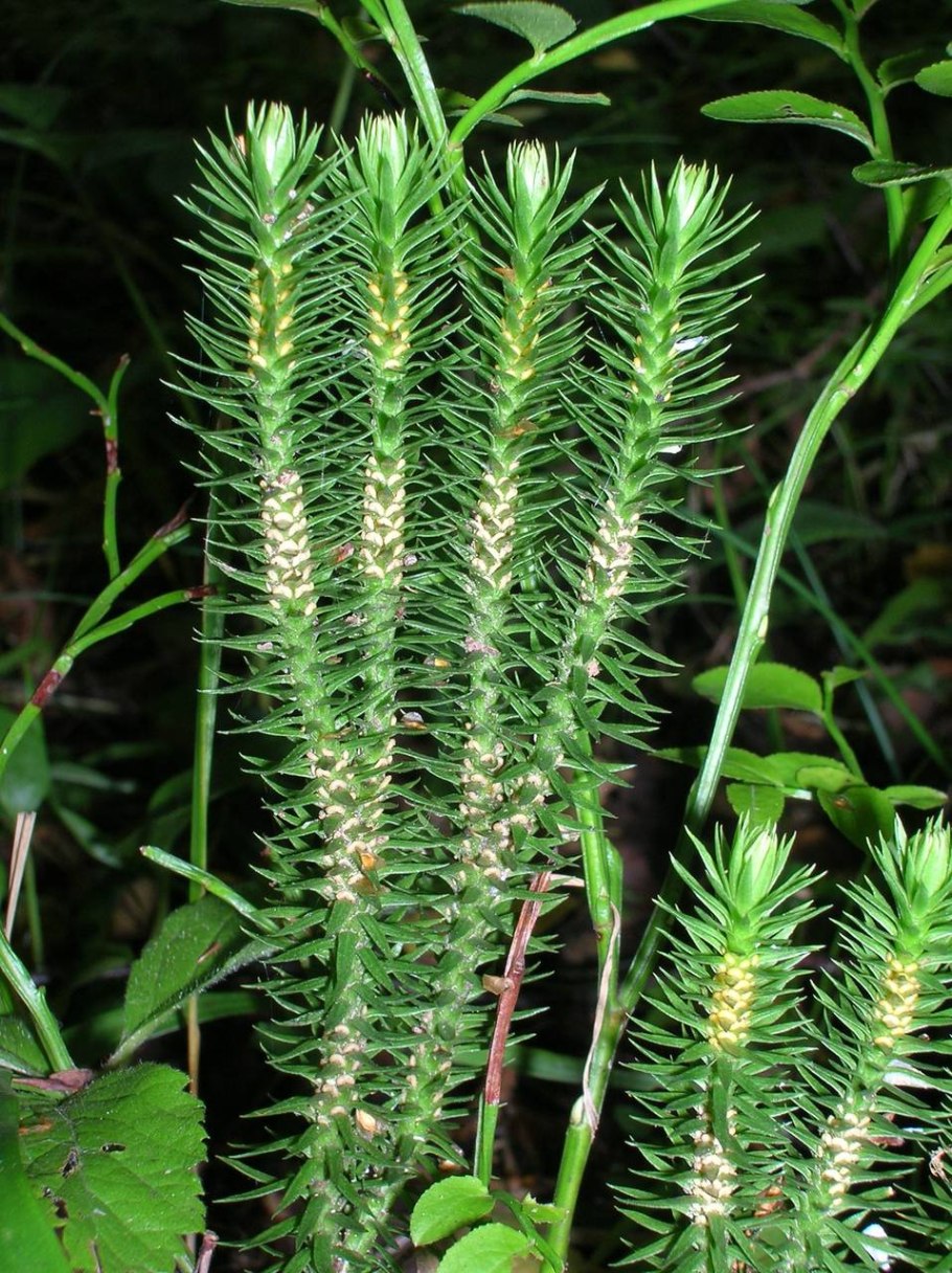 Плаун Баранец обыкновенный