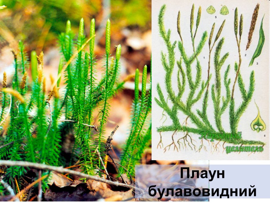 Ликоподий (плаун булавовидный)