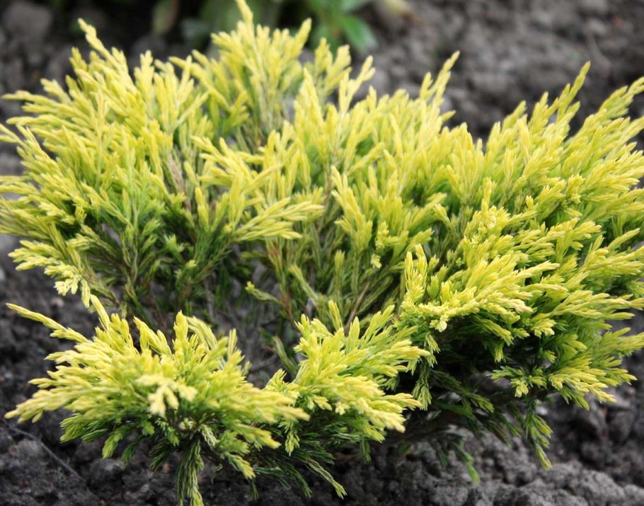 Можжевельник горизонтальный Limeglow (лайм Глоу)