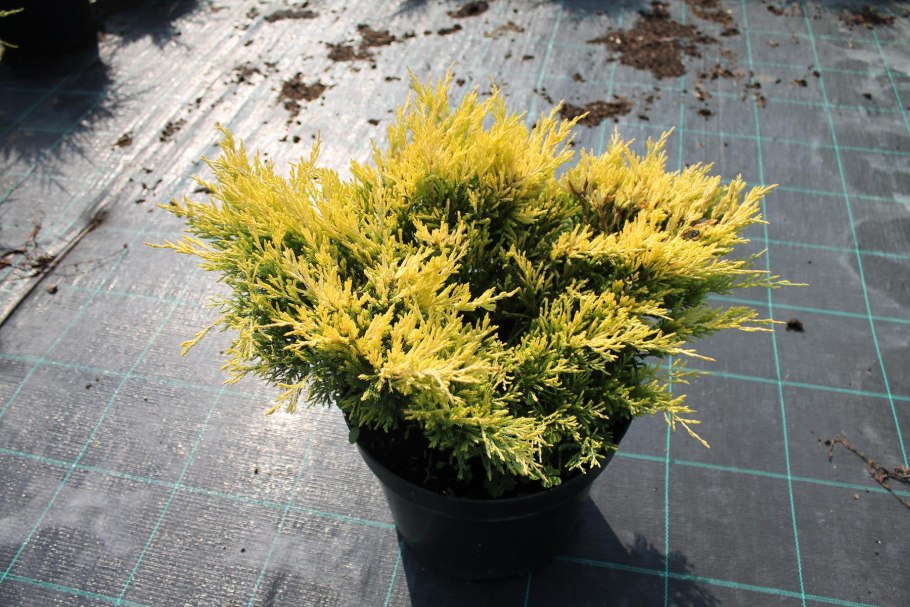 Можжевельник горизонтальный лайм Глоу