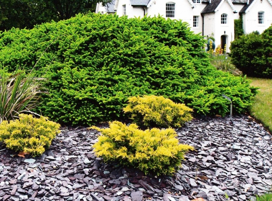 Можжевельник горизонтальный Lime Glow