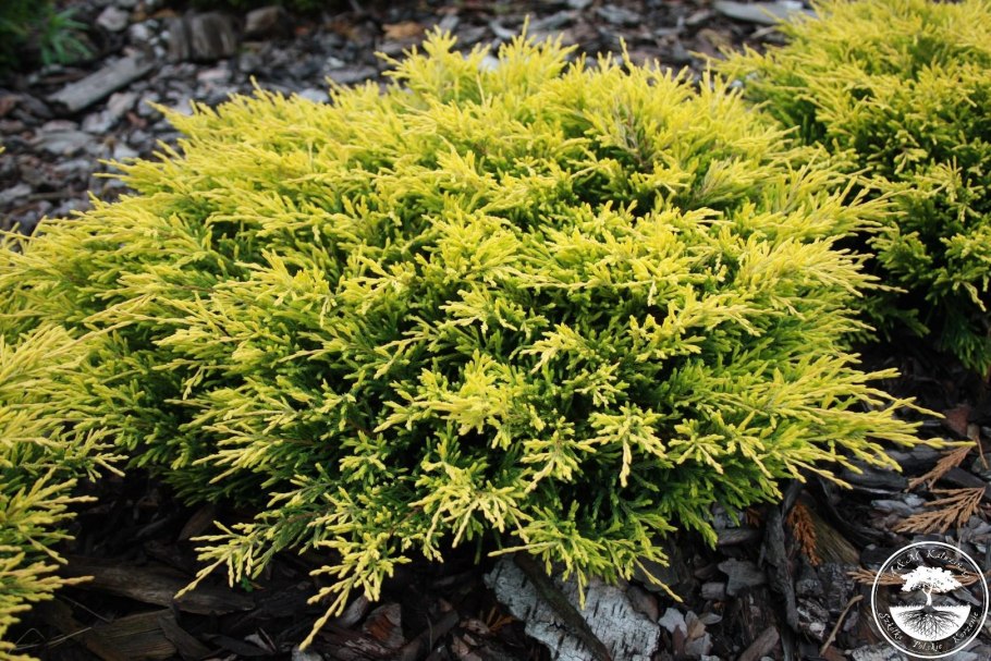 Можжевельник горизонтальный лайм Глоу