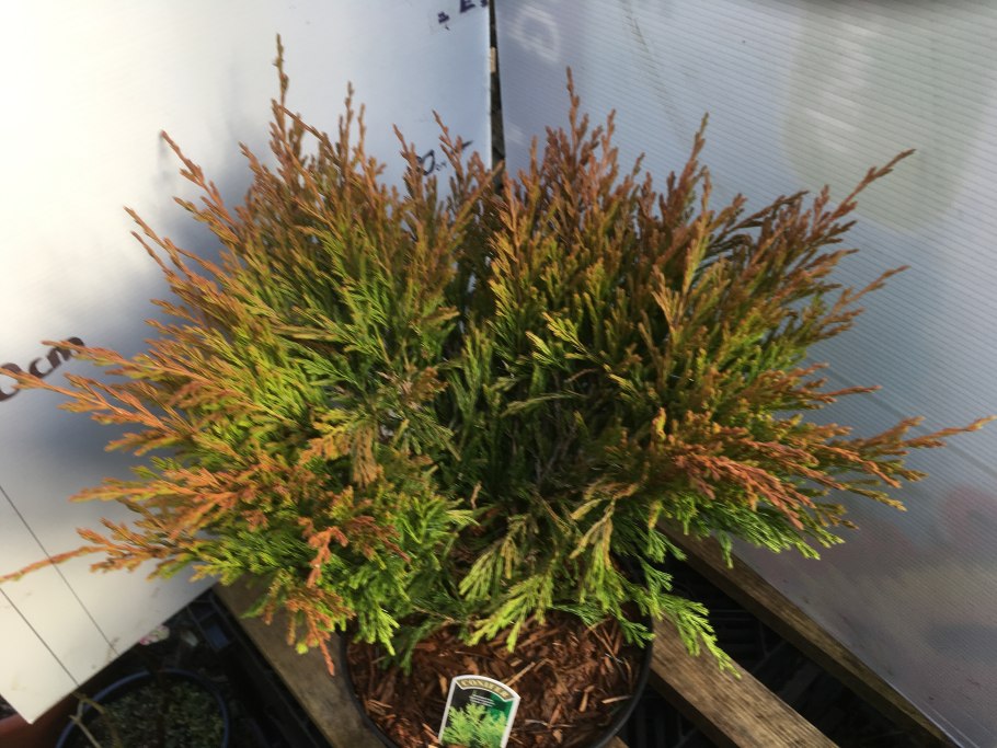 Можжевельник горизонтальный лайм Глоу