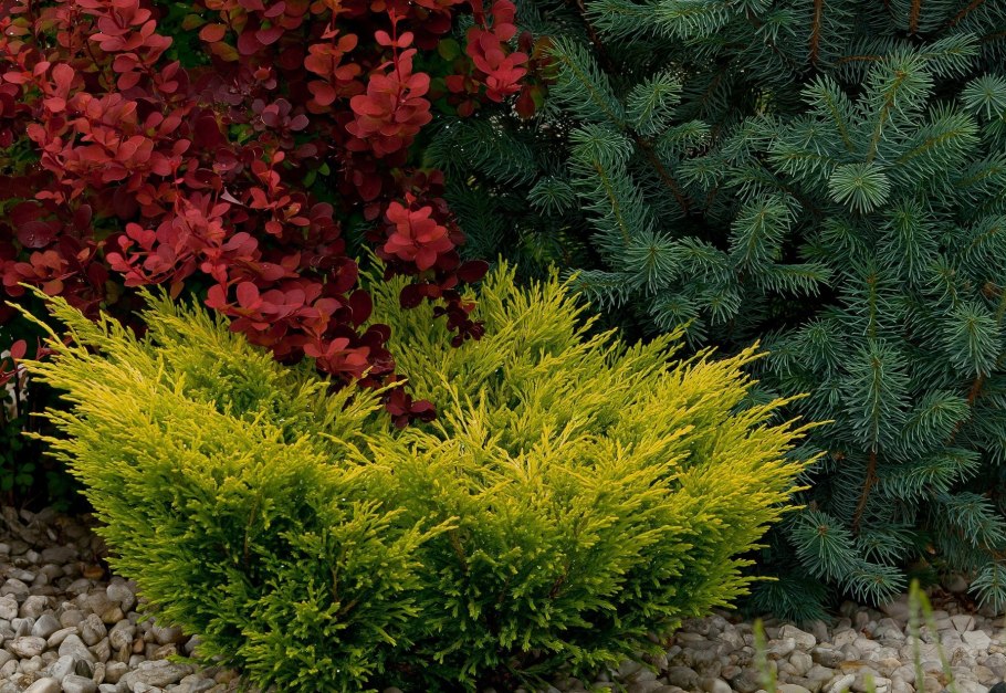 Голден карпет лайм Глоу можжевельник