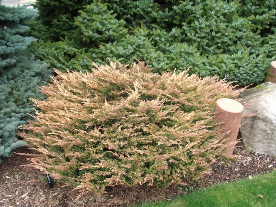 Можжевельник Limeglow