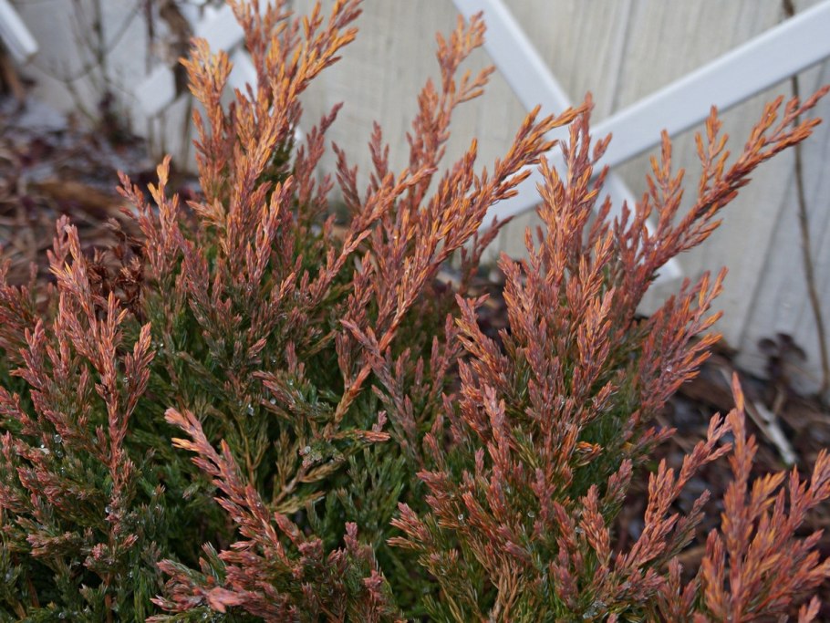 Можжевельник горизонтальный лайм Глоу