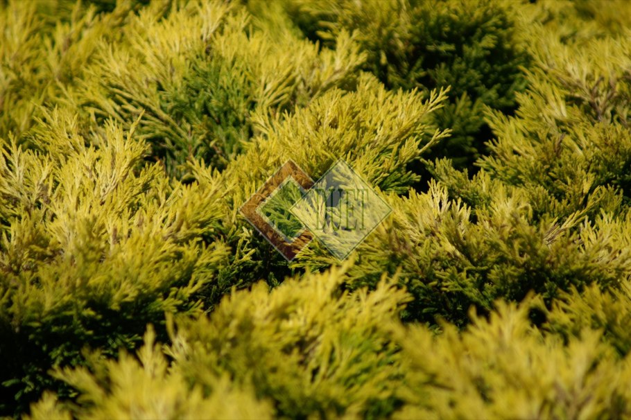 Минт джулеп,Блю карпет можжевельник