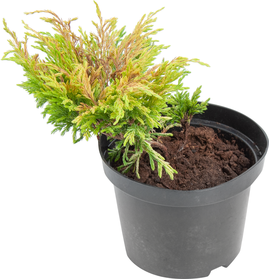 Можжевельник Еллоу Глоу