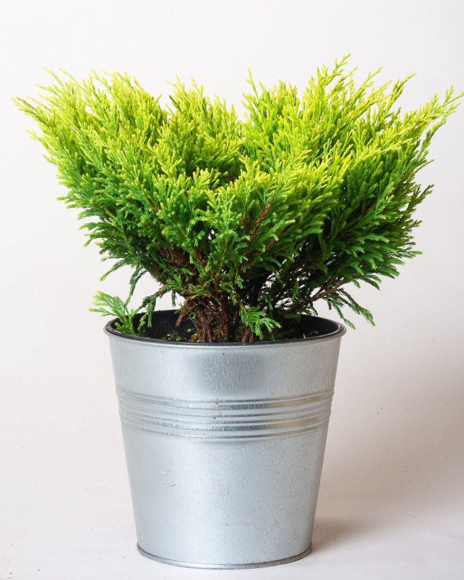 Можжевельник горизонтальный Голден карпет