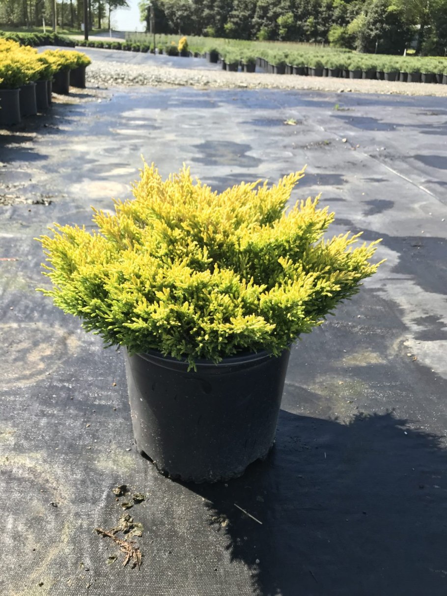 Туя Амбер Глоу