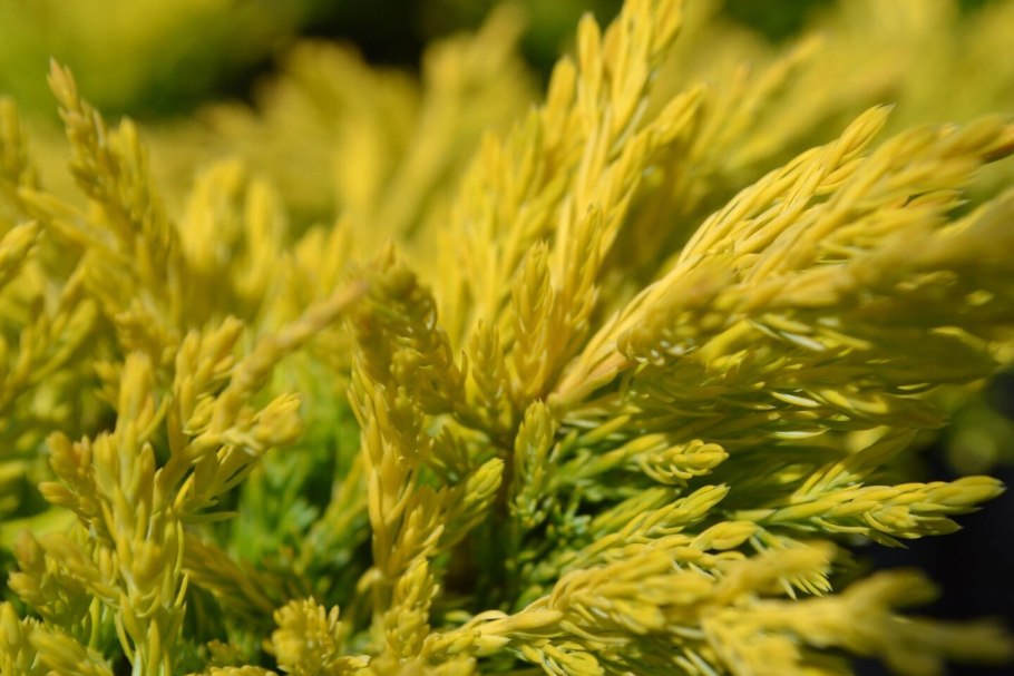 Туя Западная лайм Глоу