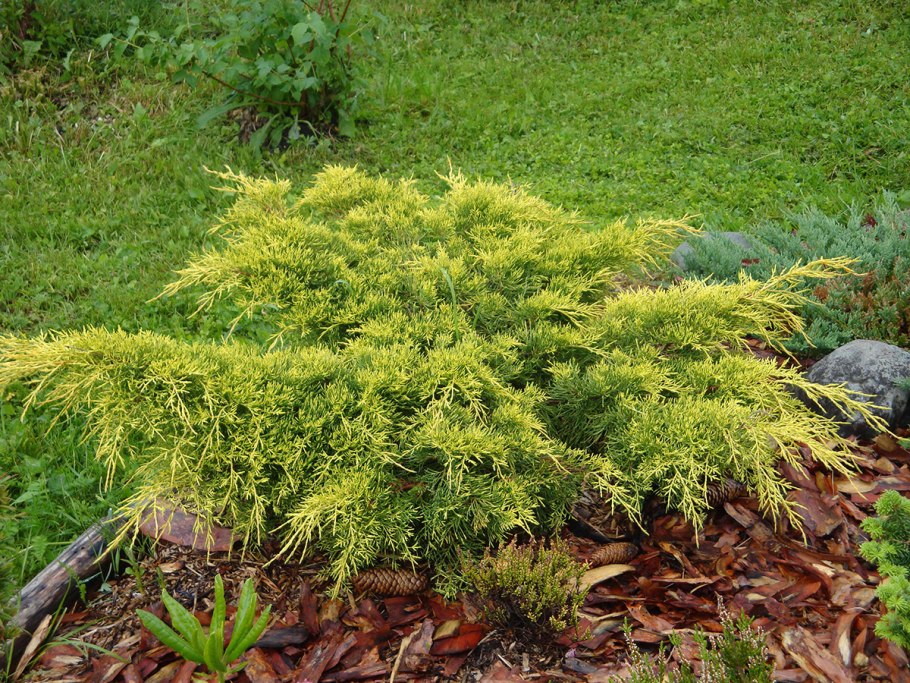 Можжевельник Limeglow