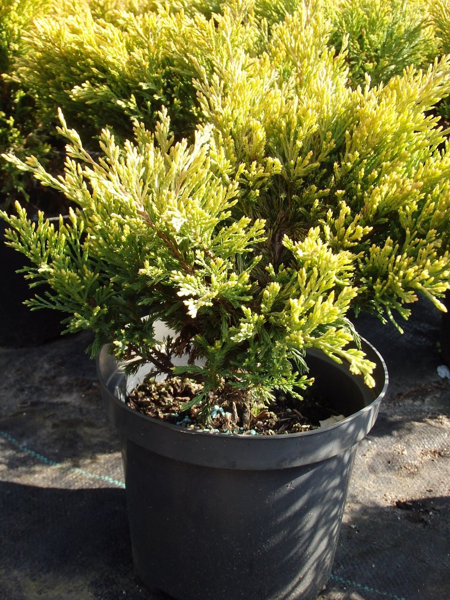 Juniperus horizontalis glomerata